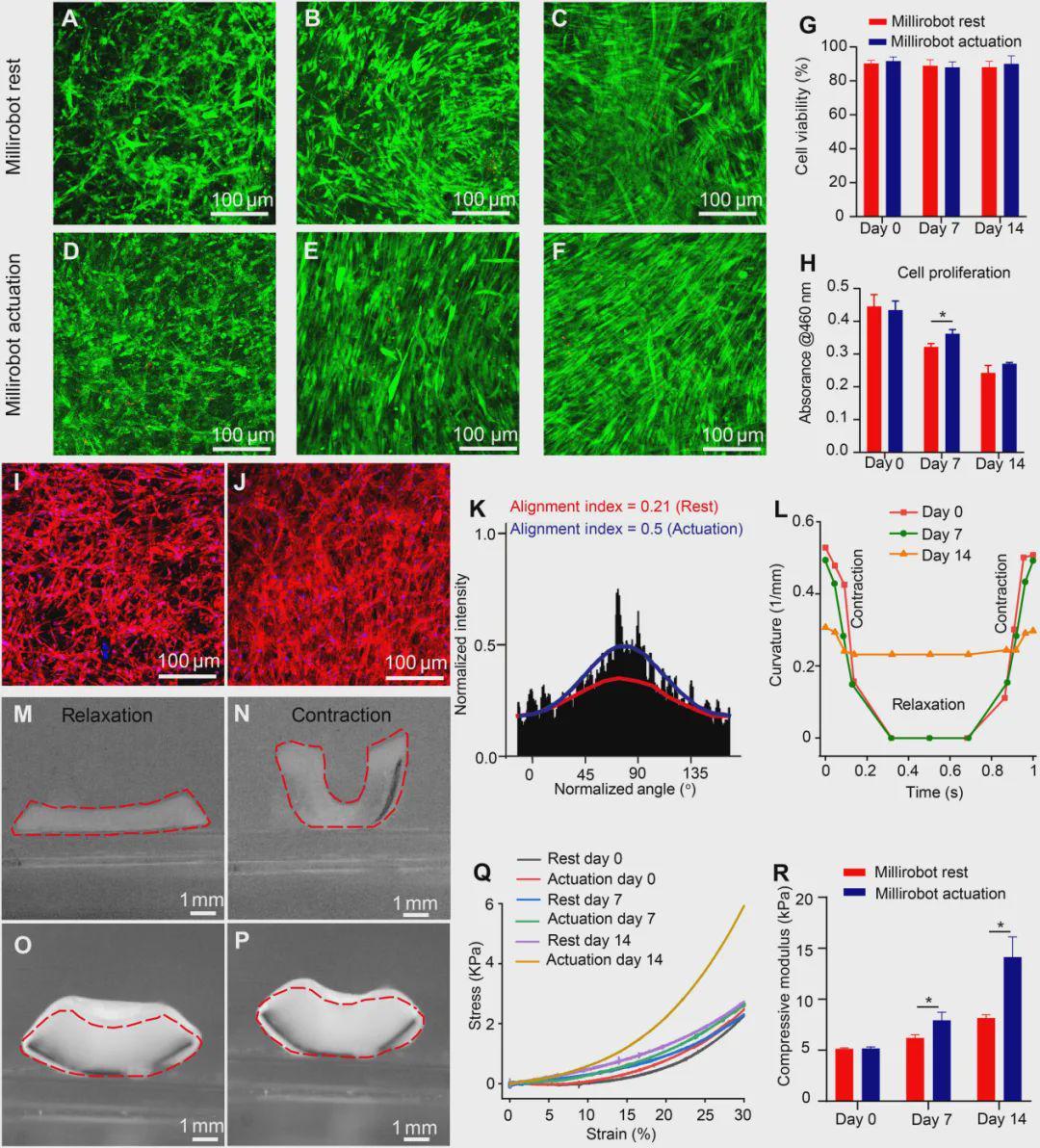 细胞快递员兼私人教练？浙大等团队打造会健身的生物混合软体微型机器人(图5)